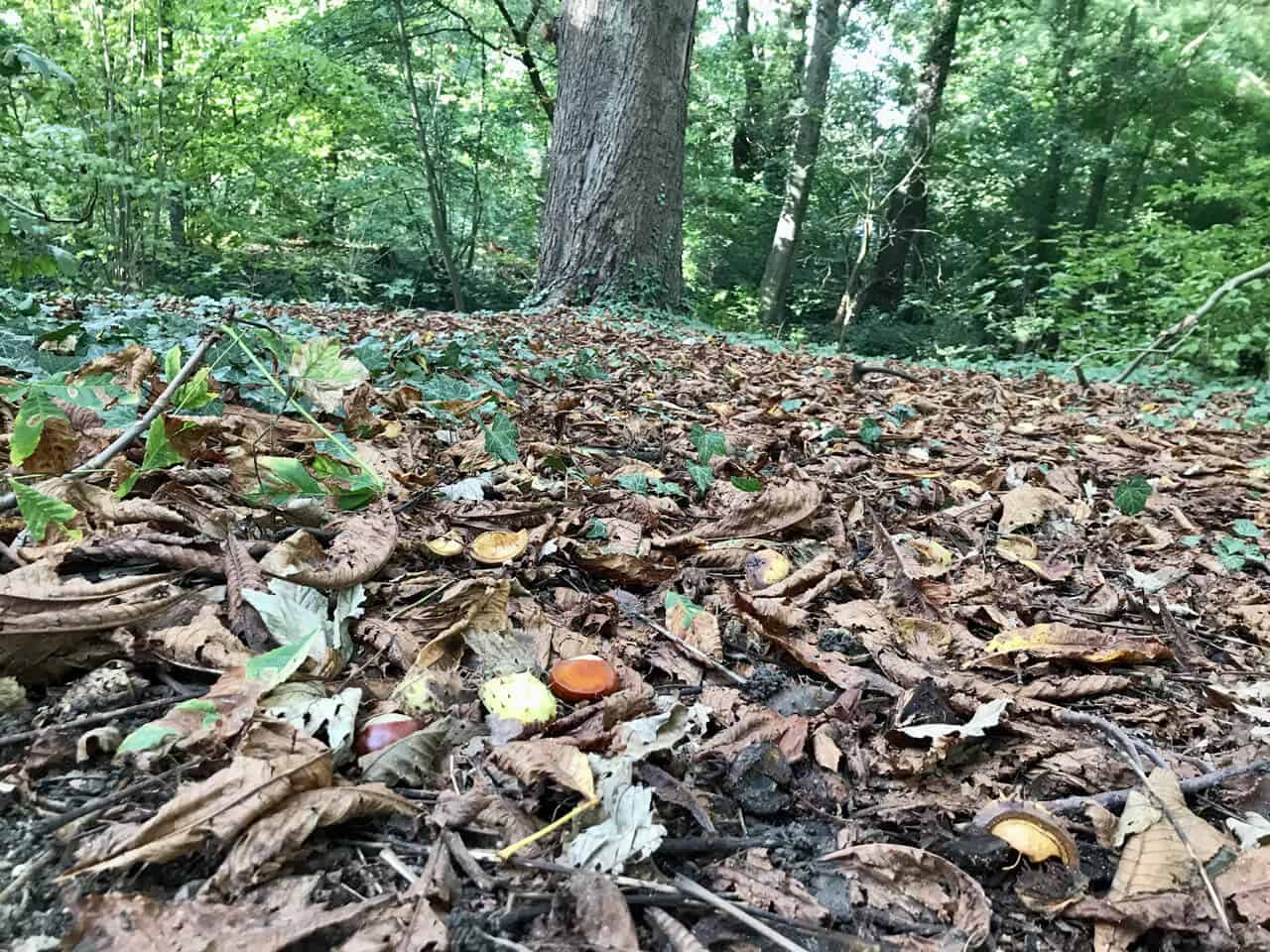 Laub, Herbst, Blätter (1)